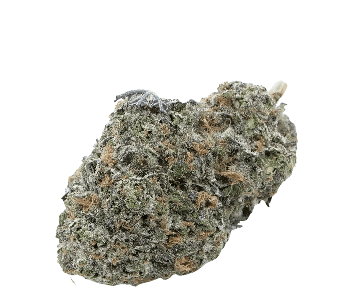 madrecan 18/1 - Punch Cake