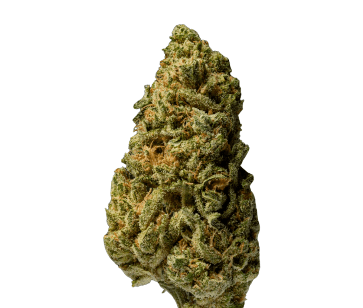 enua 22/1 GPP CA - Gelly Popper enua 22/1 GPP CA - Gelly Popper