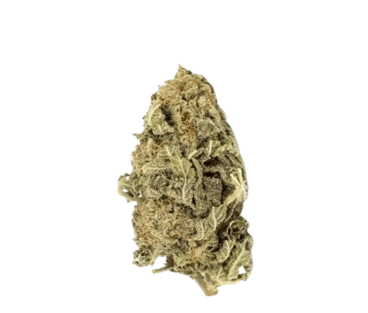 avaay Signature 31/1 OGC - Ocean Grown Cookies avaay Signature 31/1 OGC - Ocean Grown Cookies