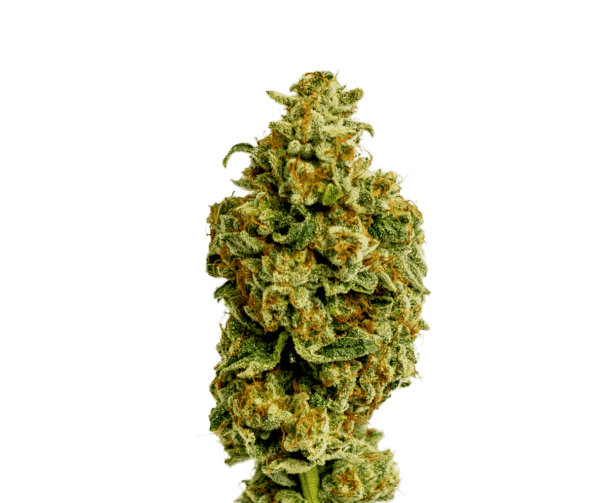 Cannamedical Sativa classic NM Wedding Tree Cannamedical Sativa classic NM Wedding Tree