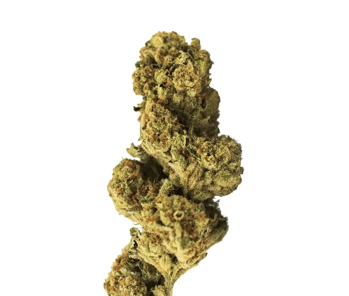 Sumo PAB 25/1 - Papaya Bomb