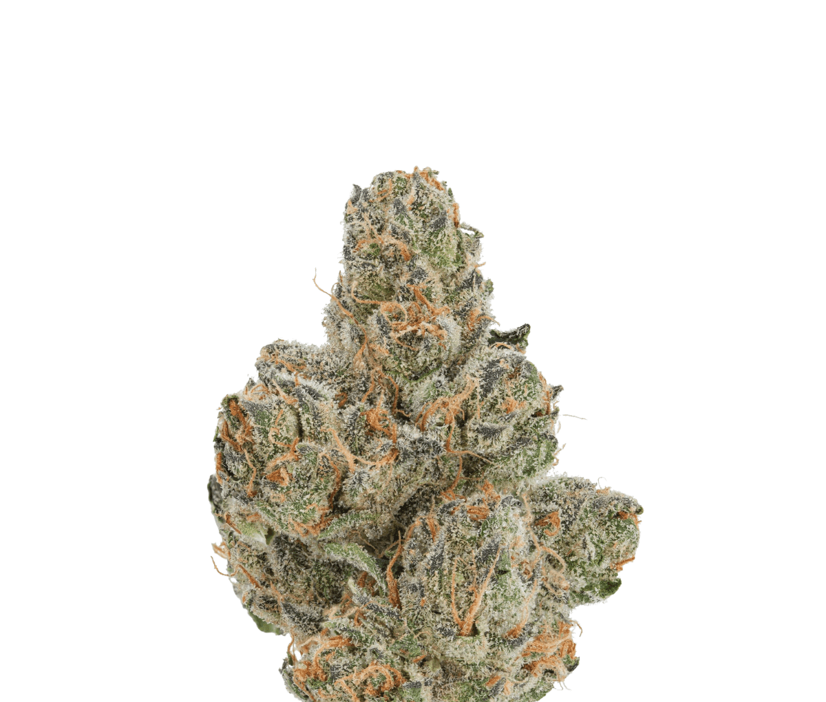 ZOIKS 22/1 - Ben & Berries ZOIKS 22/1 - Ben & Berries