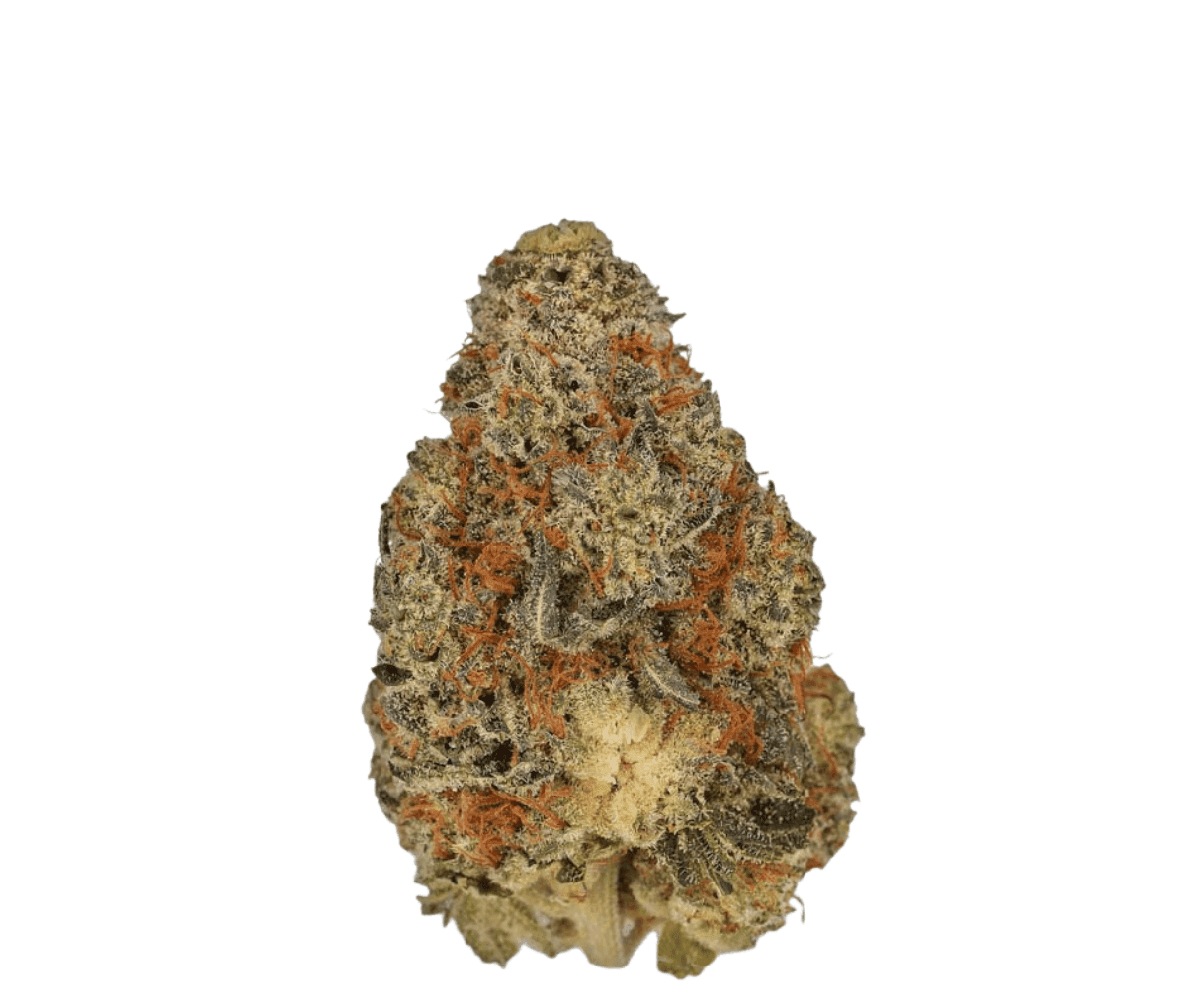 Nimbus easy 22/1 - Jet Fuel Apricot