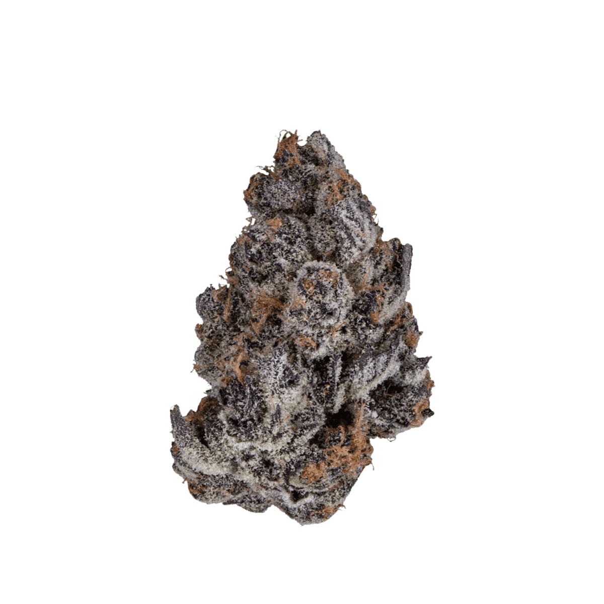 DrWatson 26 SB AUS - Super Boof