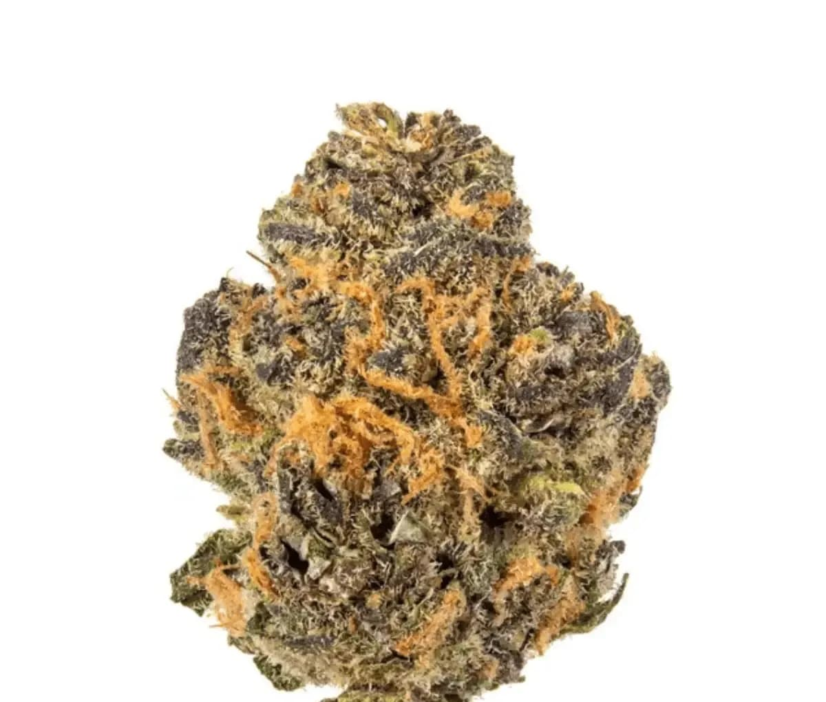 Huala 22/1 CA GRF Grape Face