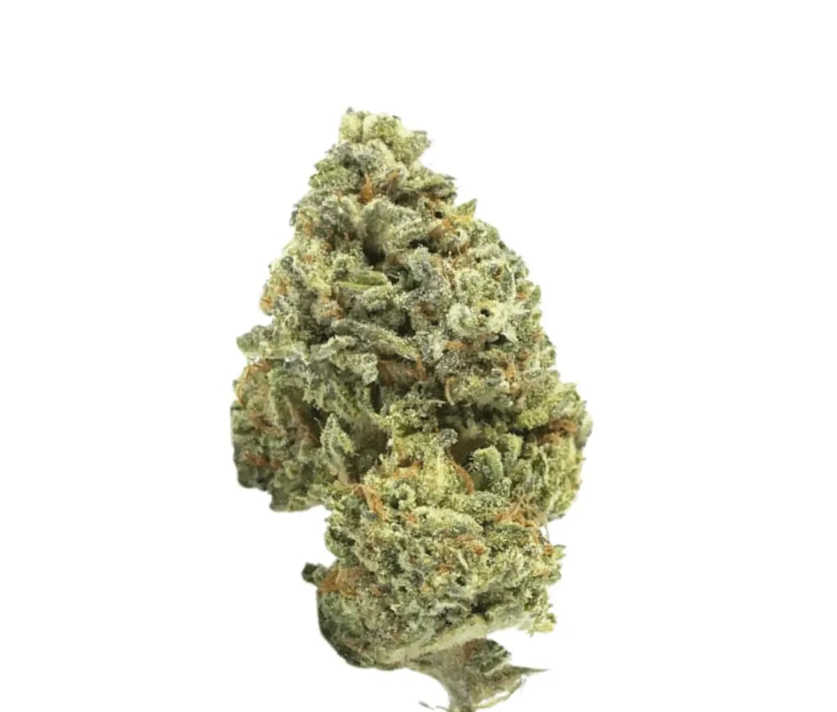 Canify Cannabis flos 18/1 UY Ku. - Big Buddha Canify Cannabis flos 18/1 UY Ku. - Big Buddha