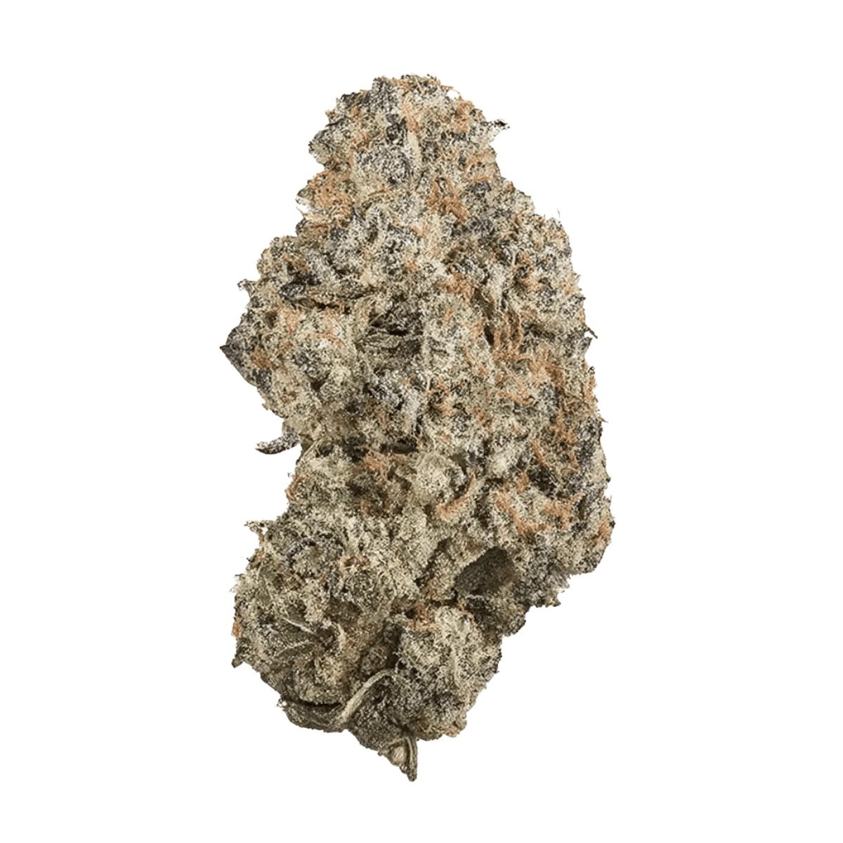 DrWatson 26 Flash AUS - Jack Flash 5