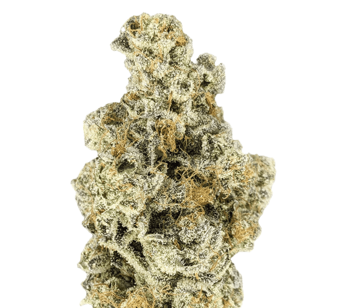 enua 22/1 BDO CA - Black Dolato enua 22/1 BDO CA - Black Dolato