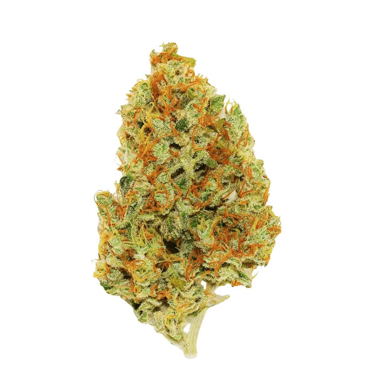 CRF GBRC 26/1 Glitterbomb x Rainbow Cheddar CRF GBRC 26/1 Glitterbomb x Rainbow Cheddar