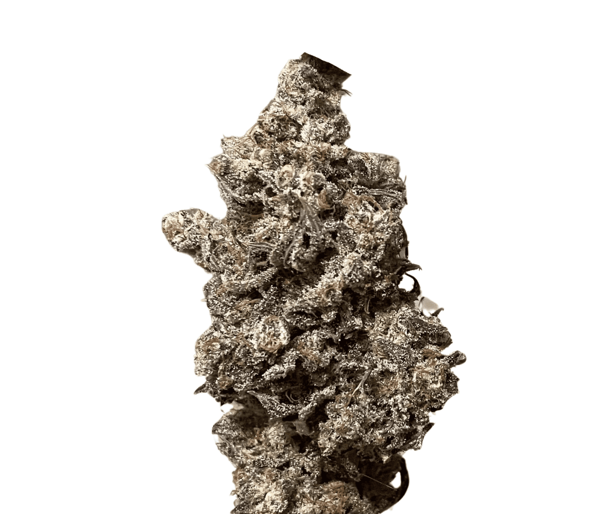 Remexian 27/1 Eco MYZ - Munyunz