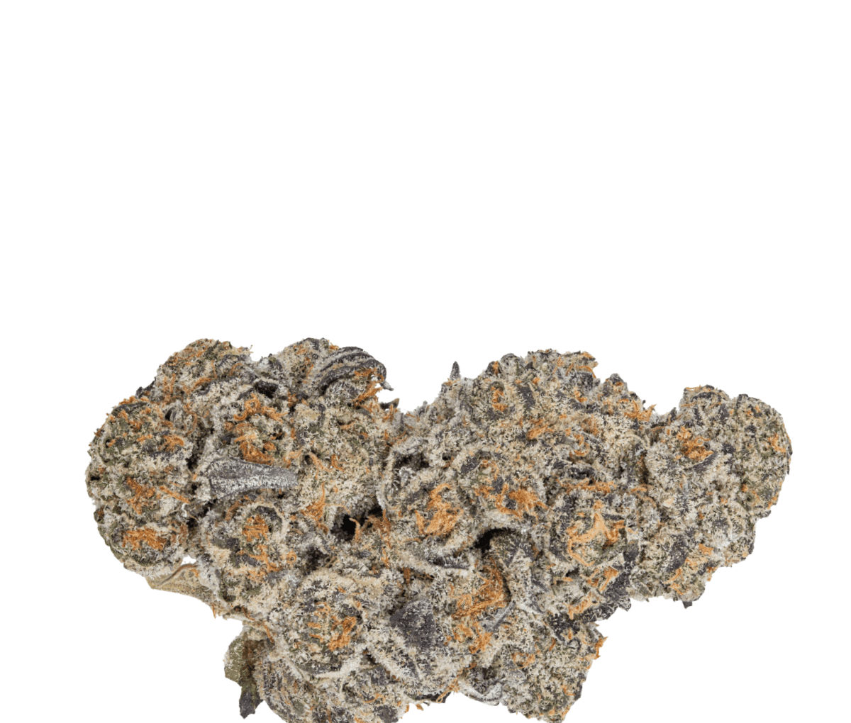 Tilray THC22 Spotlight Porto - King Sherb