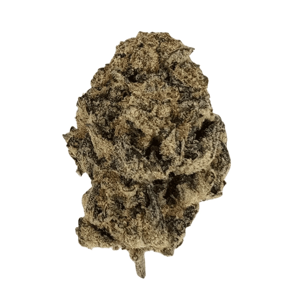 San Raf 31/1 CFK - Campfire Kush San Raf 31/1 CFK - Campfire Kush