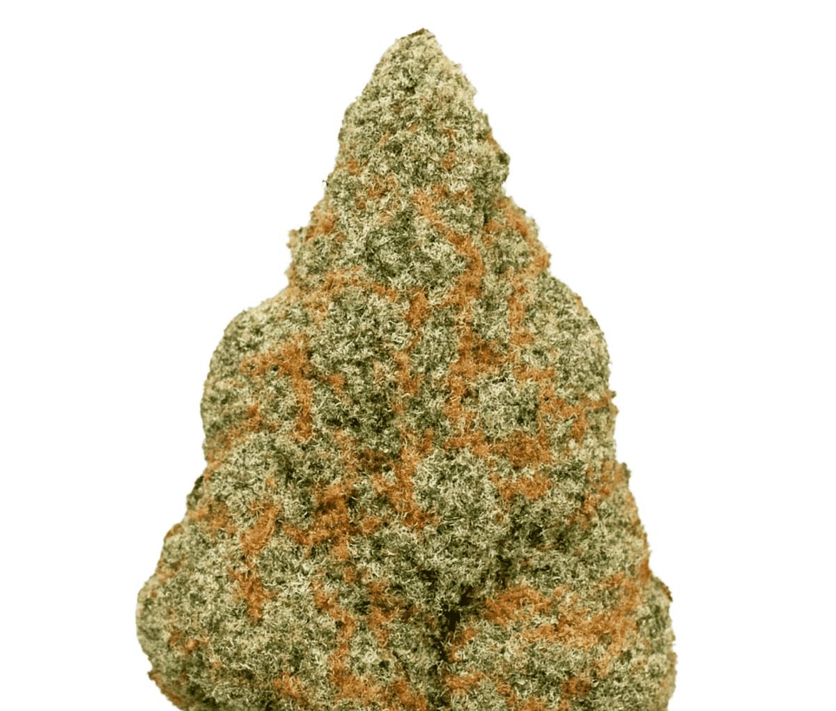 Origine Nature MED 26/1 - Medellin Origine Nature MED 26/1 - Medellin