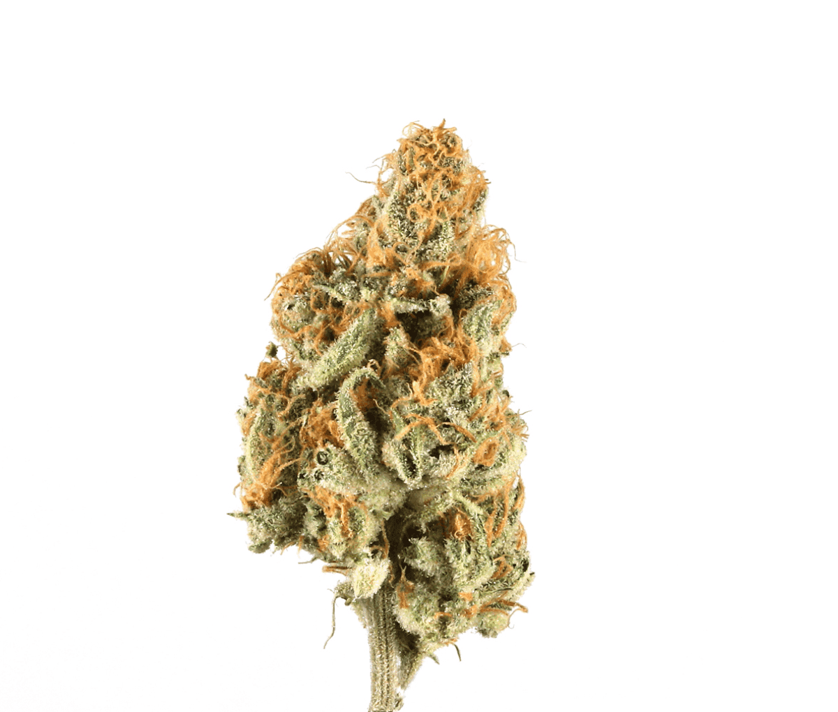 ZOIKS 26/1 LK - OG Lime Kush