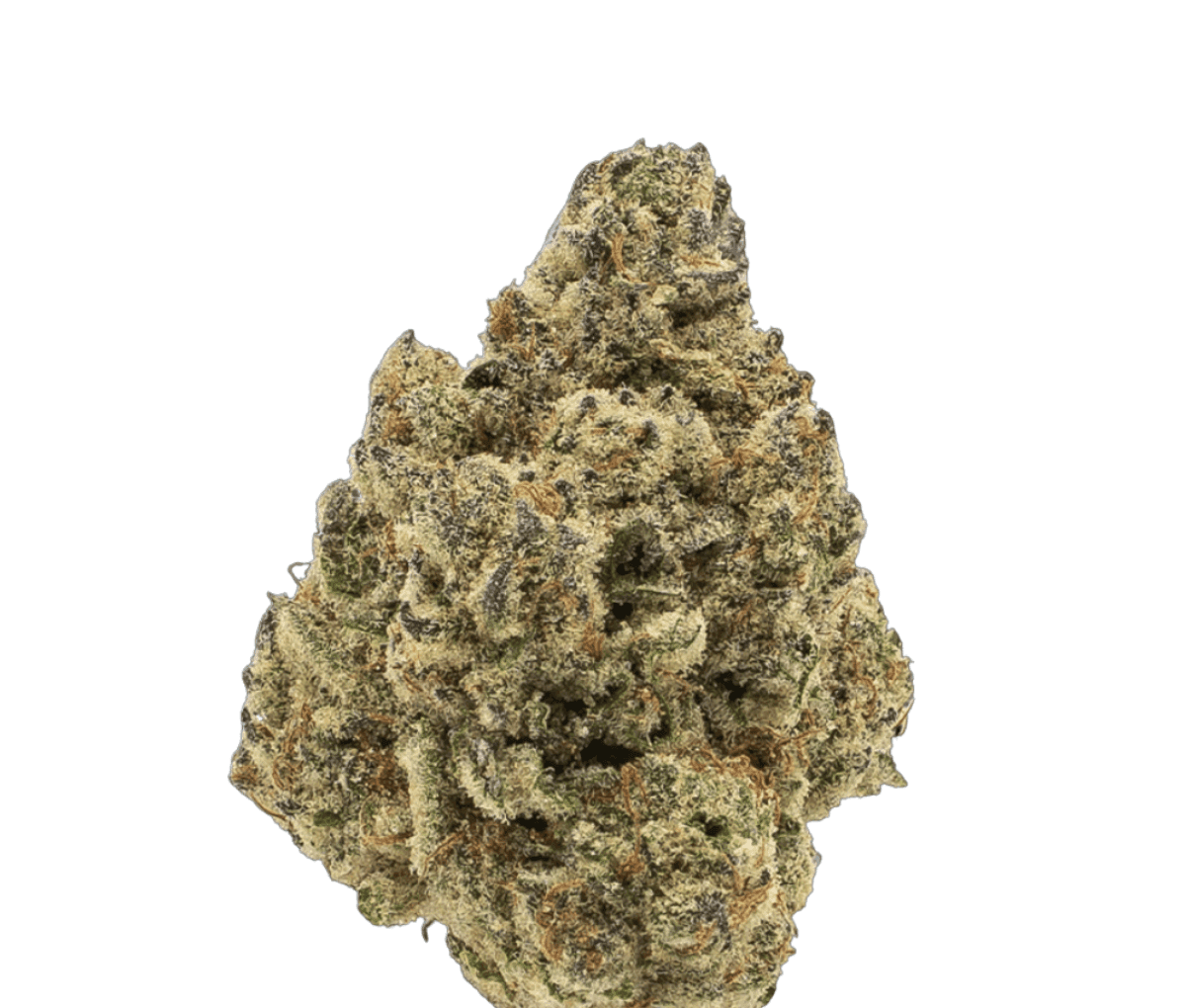 MGF CANN JGN 26/1 - - Motor Crasher MGF CANN JGN 26/1 - - Motor Crasher