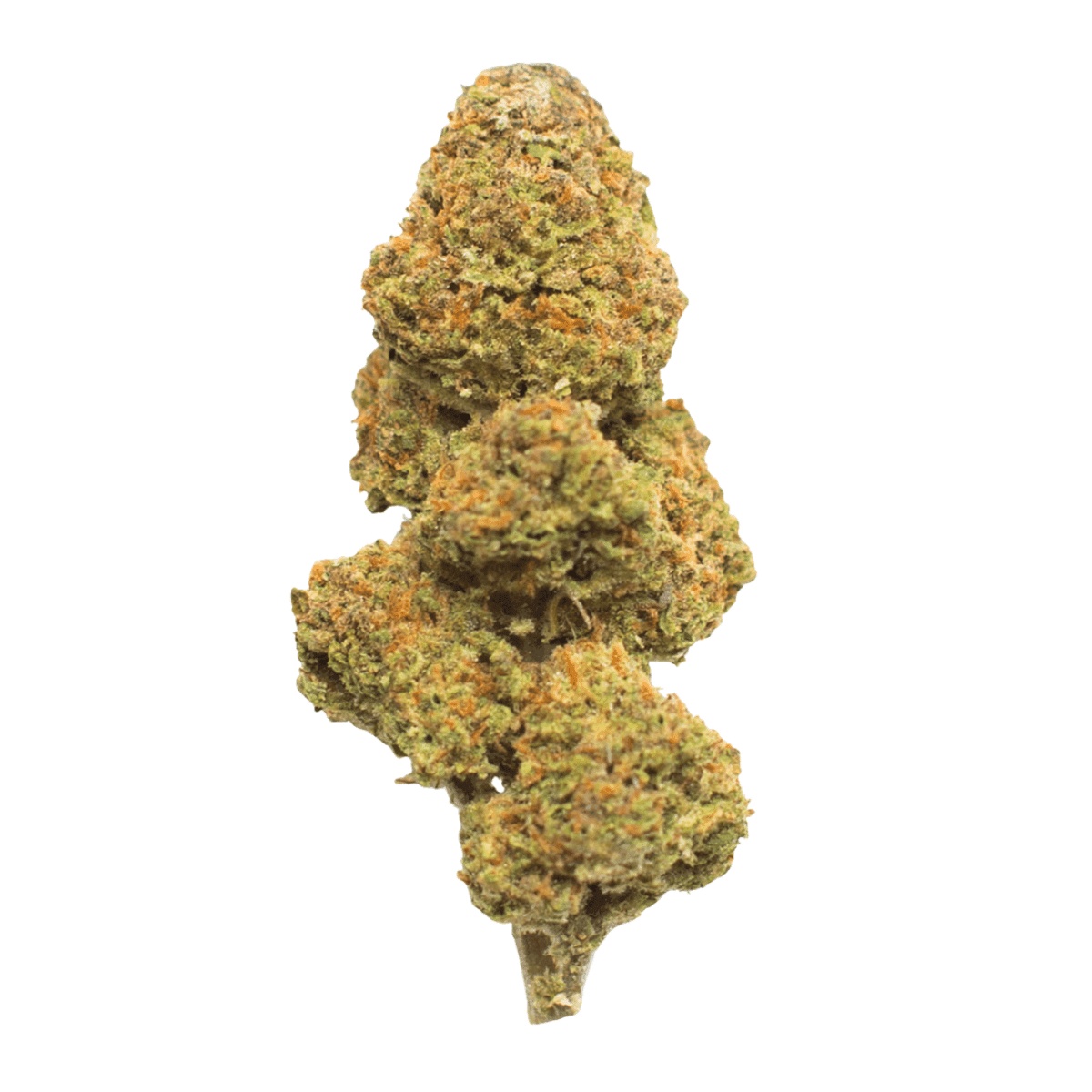 Slouu 30/1 CBC CA - Citron Biker Cookies Slouu 30/1 CBC CA - Citron Biker Cookies