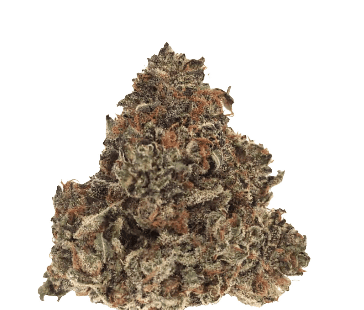 Nimbus Easy 20/1 - Gelato Nimbus Easy 20/1 - Gelato