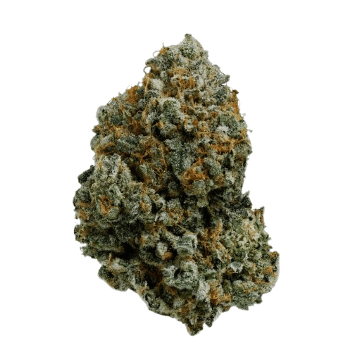 Island Genetics LMHD 27/1 - Lime Heads