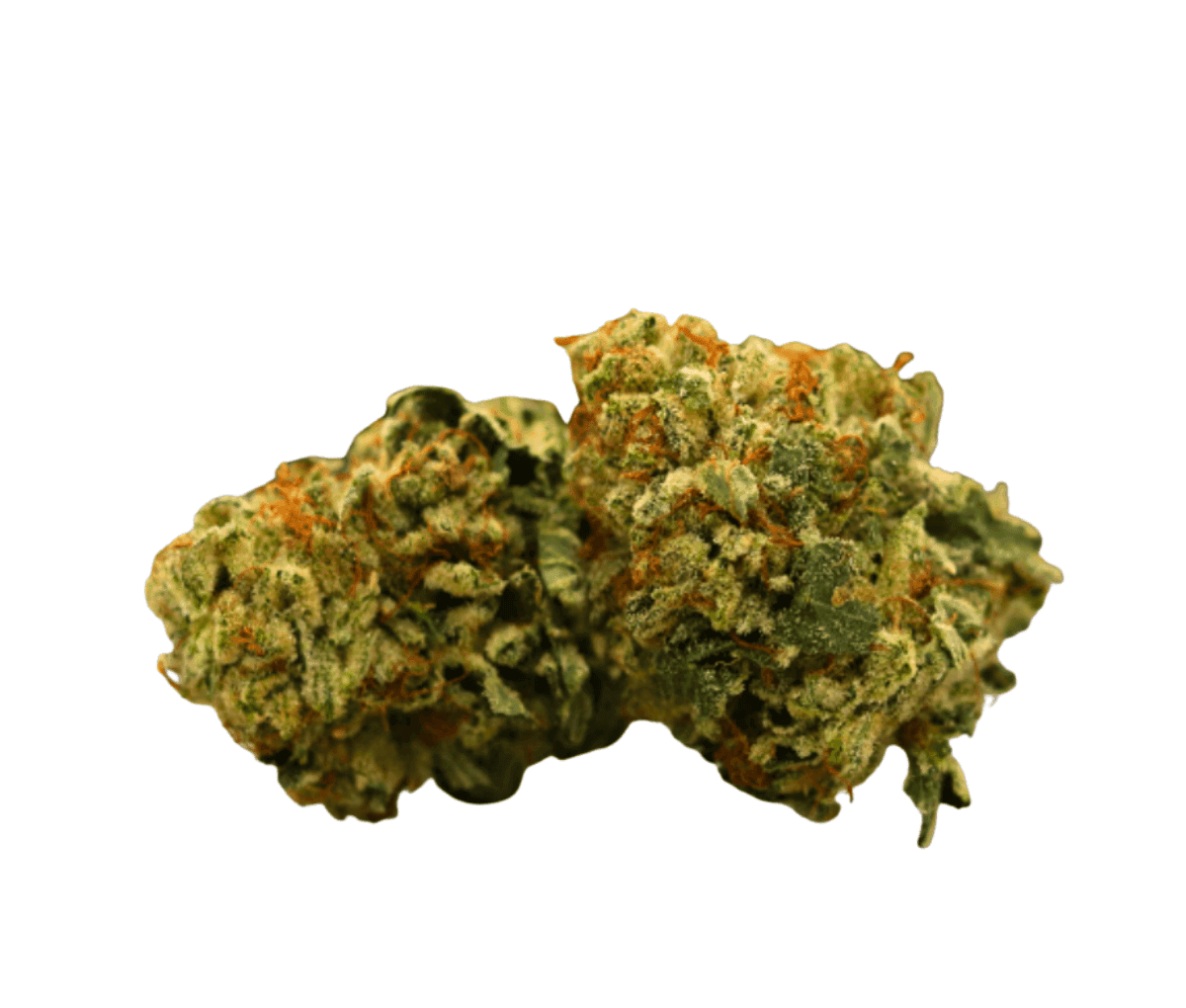 Remexian 25/1 BPD - Big Purple Dragon