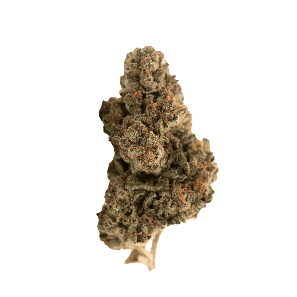 enua 33/1 GSG CA - Girl Scout Garlic