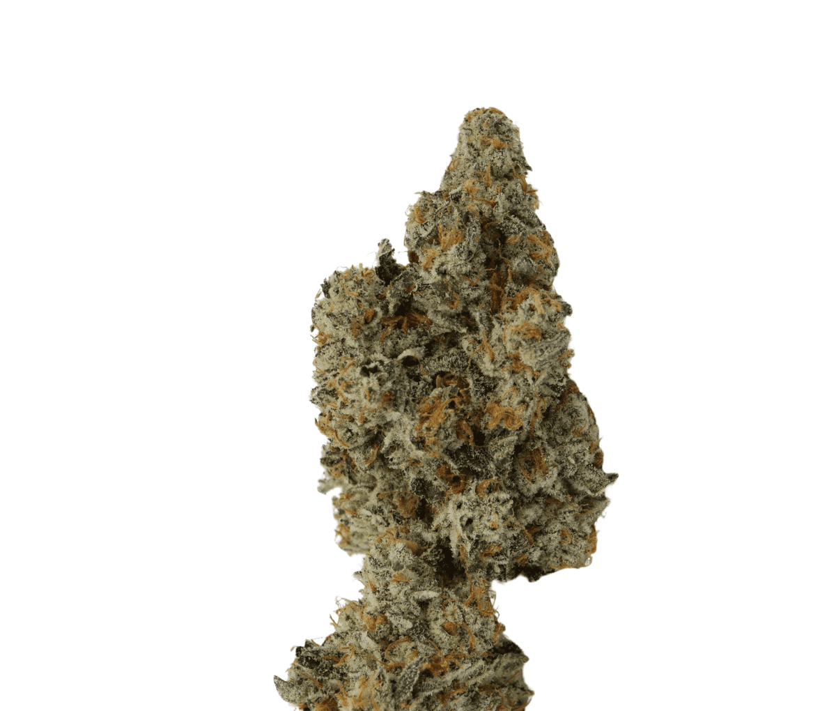 Bathera 25/1 GF - Garlic Funk Bathera 25/1 GF - Garlic Funk