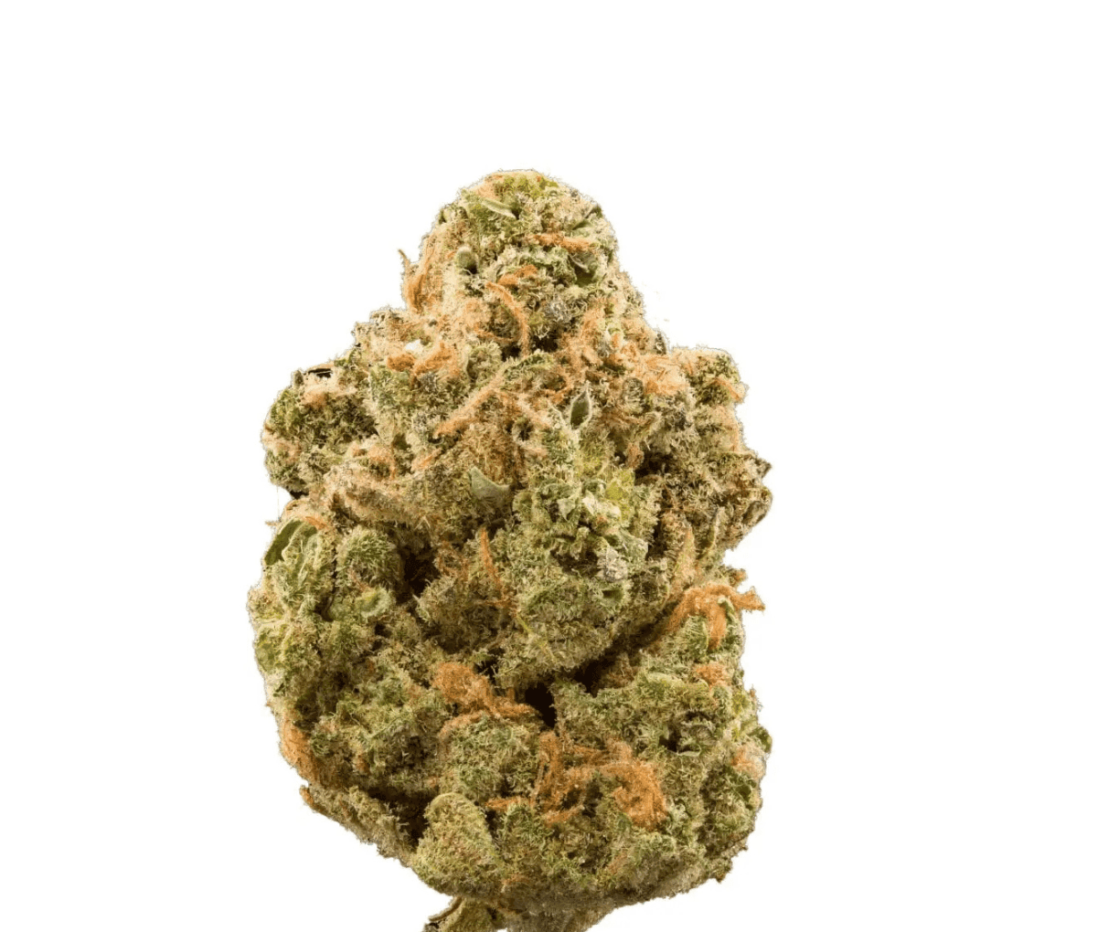 Bathera 26/1 DS - Dank Sinatra Bathera 26/1 DS - Dank Sinatra